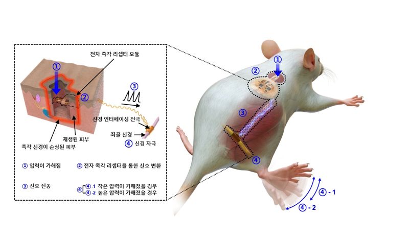 KIST 연구진이 촉각센서가 들어간 인공피부를 실험쥐에 이식했다. 이를 통해 외부의 자극이 신경으로 전달되고 있다. KIST 제공