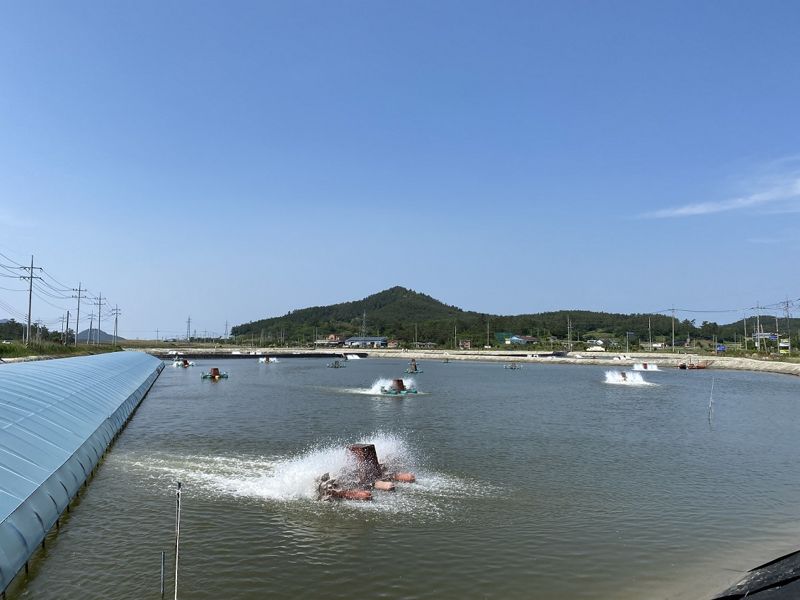 전남 신안군은 해양수산부로부터 친환경 왕새우 전용 배합사료를 개발 및 생산할 수 있는 공장 건립 사업비로 60억원을 확보했다고 19일 밝혔다. 사진은 왕새우 양식장 전경. 신안군 제공