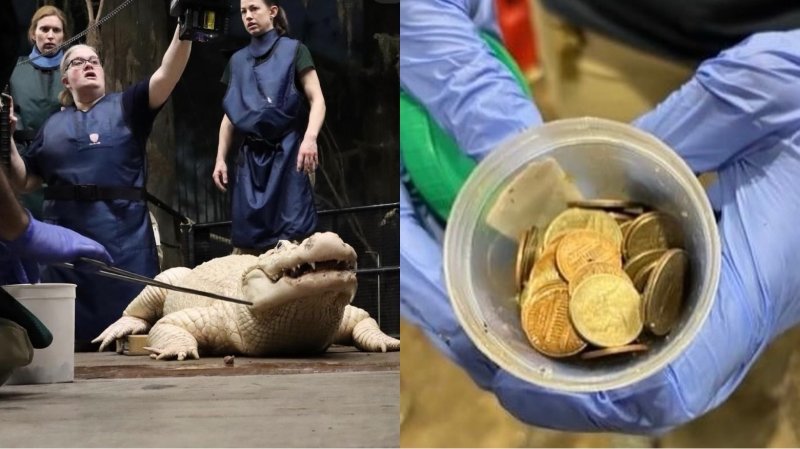 [서울=뉴시스] 미국 네브래스카주의 오마하동물원에 서식하는 36세 악어 '티보도'의 배 속에서 동전 70개가 나왔다고 19일(현지 시간) USA투데이 등이 보도했다. 사진은 티보도와 사육사들의 모습(왼쪽)과 티보도의 배에서 나온 동전(오른쪽). (사진=오마하동물원) 2024.02.21. *재판매 및 DB 금지