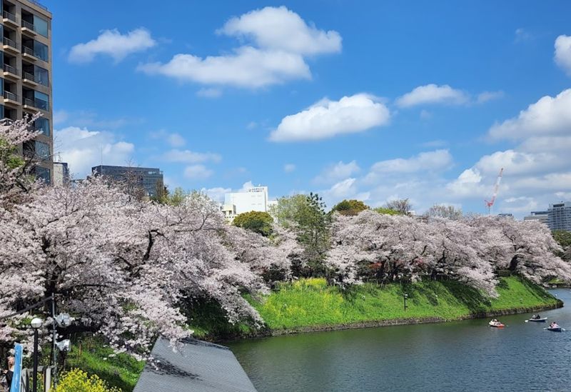 치도리가후치 벚꽃 풍경