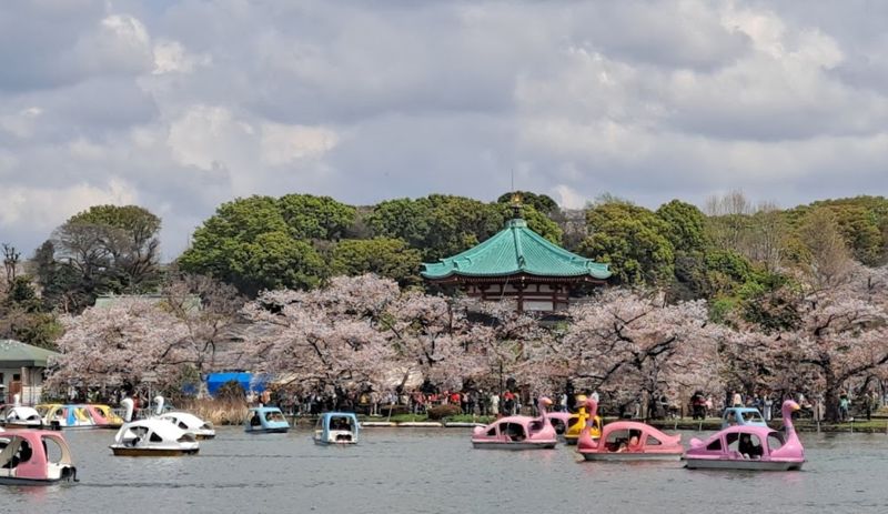 우에노공원 벚꽃 풍경