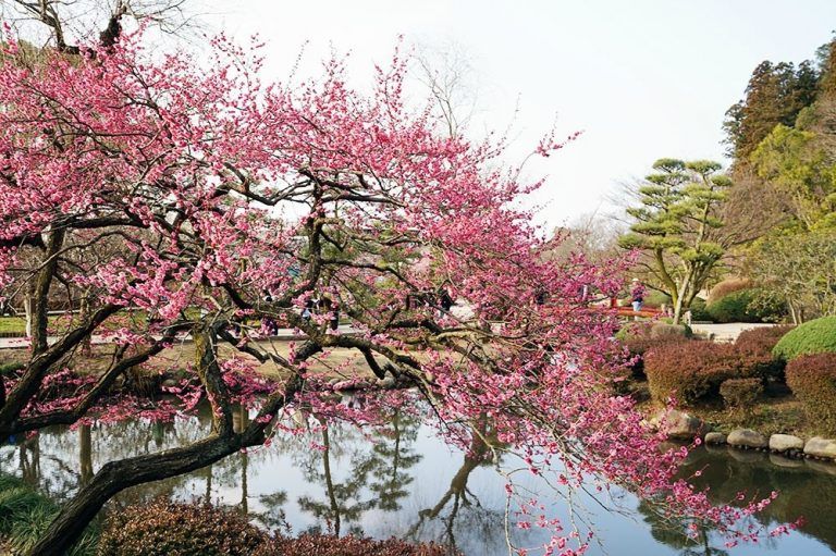 일본 도쿄 하네기 공원. 아고다 제공