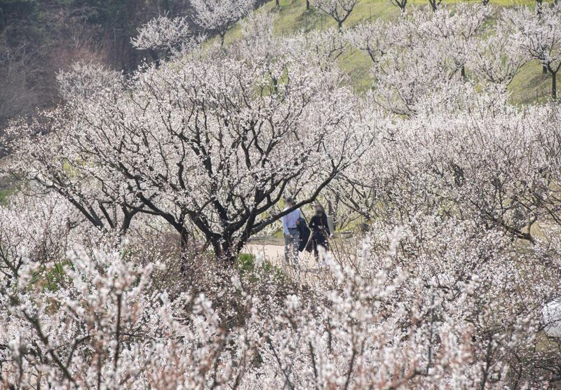 "수도권 최초 매화 테마정원"..에버랜드 '하늘정원길' 15일 조기 오픈