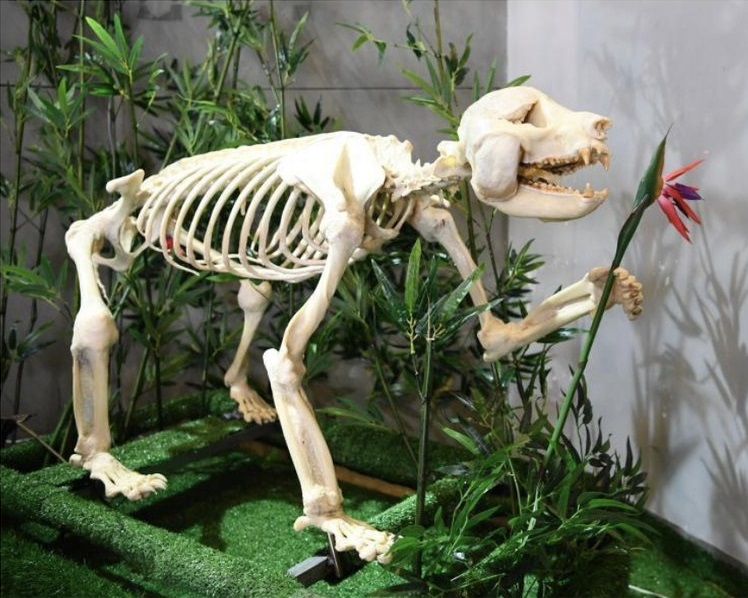 쓰촨성 생명의 신비 막물관 내 전시된 자이언트 판다의 뼈. 출처=중국신문망(中国新闻网)