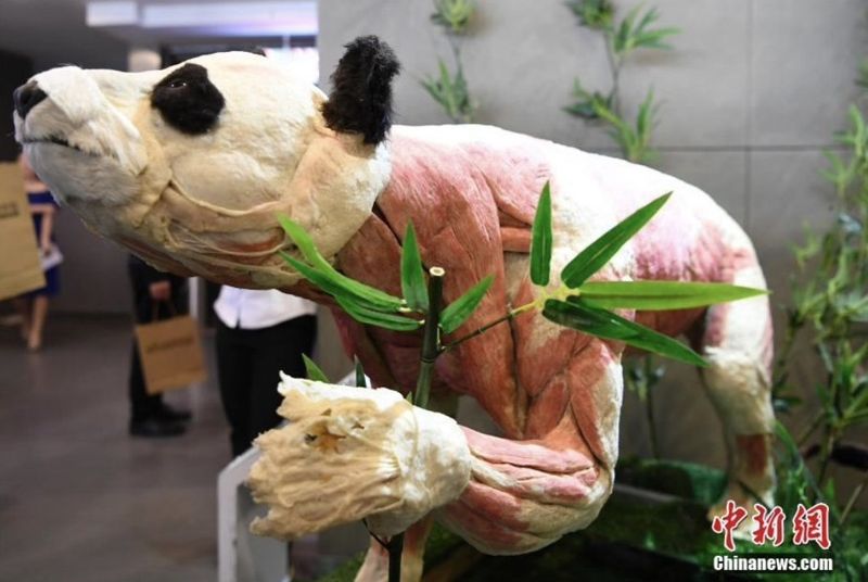 증극 쓰촨성 생명의 신비 박물관에 자이언트 판다의 근육 부분을 박제해 전시돼 있다. 출처=중국신문망(中国新闻网)