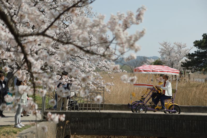 벚꽃 아래 가족용 자전거를 타고 있는 사람들. 강릉시 제공
