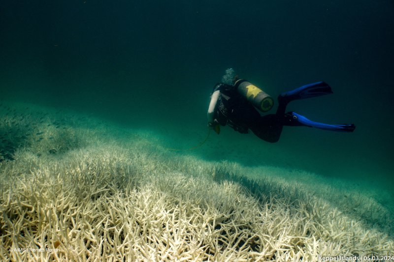 지난 5일 호주 북동부의 세계 최대 산호초 서식지인 대보초 내 케펠 섬 근해에서 산호초들이 높은 수온 때문에 탈색된(백화 현상) 모습.로이터뉴스1
