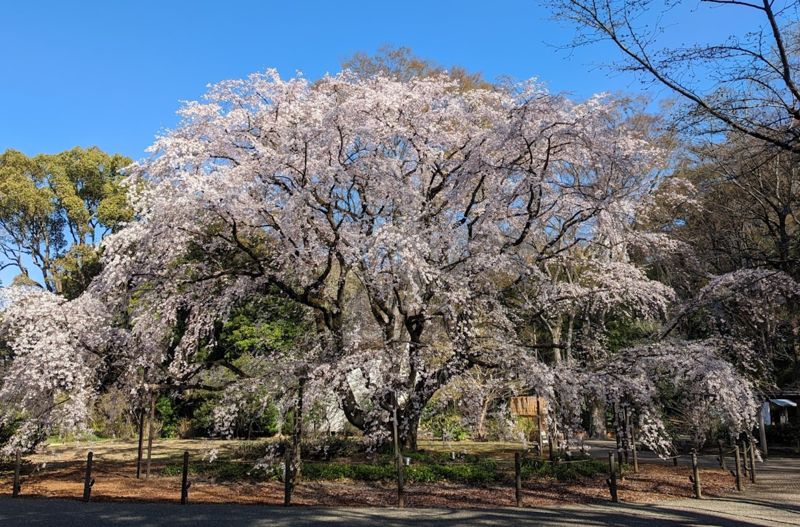 리쿠기엔 벚꽃나무