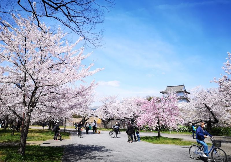 오사카성 벚꽃