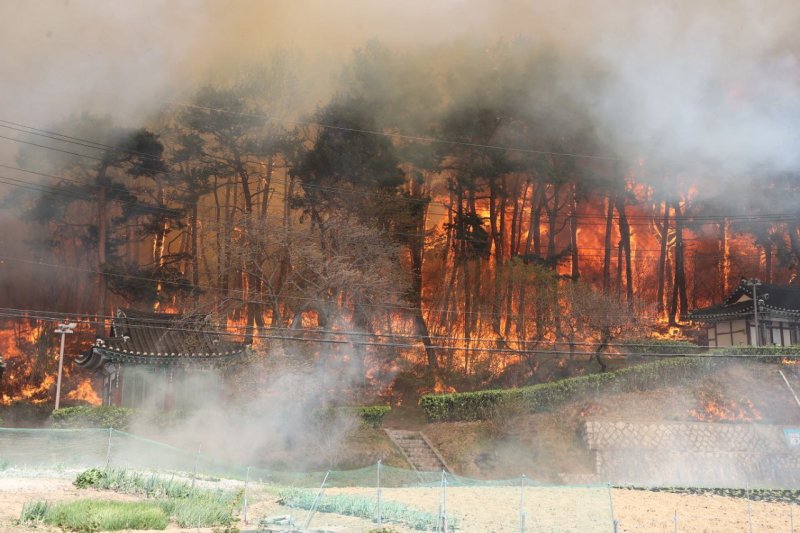 지난해 4월 11일 강원 강릉시 난곡동 일원에서 발생한 대형 산불에 나무들이 소실되고 있다. 뉴시스