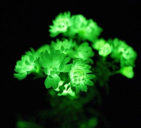 MRC 의학과학연구소 연구진이 식물의 히피딘 합성 경로를 이용해 어둠 속에서 빛나는 국화를 만들었다. 라이트바이오 제공