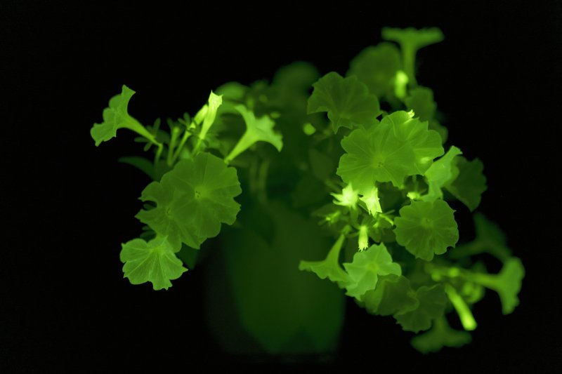 MRC 의학과학연구소 카렌 사르키샨 박사가 이끄는 합성생물학팀은 생물발광 곰팡이에서 발견된 효소 경로를 이용해 라이트바이오와 함께 어둠 속에서 빛을 내는 '반딧불 페튜니아'를 만들었다. 라이트바이오 제공