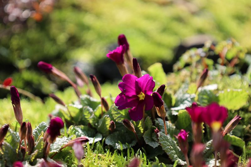 국립백두대간수목원 알파인하우스에서 꽃을 피운 프리뮬러 율리애(Primula juliae Kusnez).