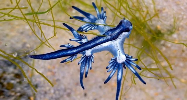 '블루 드래곤'으로 알려진 푸른갯민숭달팽이. BBC