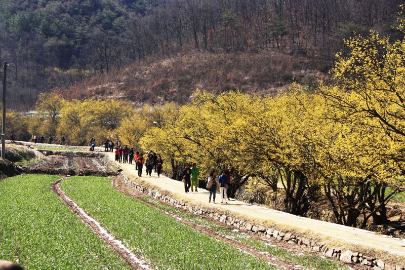 오는 24일까지 열리는 의성 산수유마을꽃맞이축제 산수유길 풍경. 경북도 제공