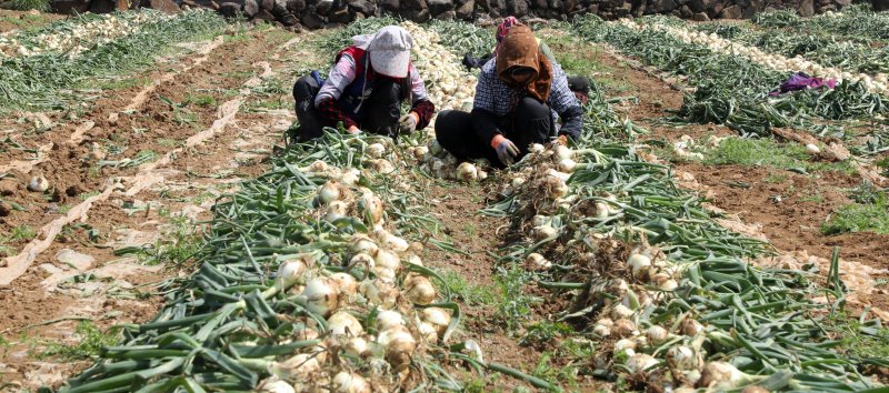 18일 오후 제주 서귀포시 대정읍 한 양파밭에서 농민들이 조생양파를 수확하고 있다. 제주산 조생양파는 전국에서 가장 먼저 수확돼 출하된다. 2024.3.18/뉴스1 ⓒ News1 고동명 기자
