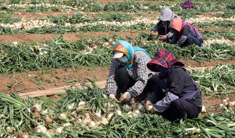 18일 오후 제주 서귀포시 대정읍 한 양파밭에서 농민들이 조생양파를 수확하고 있다. 제주산 조생양파는 전국에서 가장 먼저 수확돼 출하된다.2024.3.18/뉴스1 ⓒ News1 고동명 기자