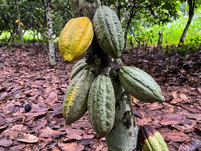 초콜릿 원료인 코코아 가격이 26일(현지시간) 사상처음으로 t당 1만달러를 돌파했다. 사진은 지난해 10월 2일 세계 양대 코코아 주산지인 서부아프리카 아이보리코스트의 한 코코아 농장. 로이터뉴스1