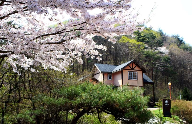 충남 서산 용화산자연휴양림 연립동 벚꽃