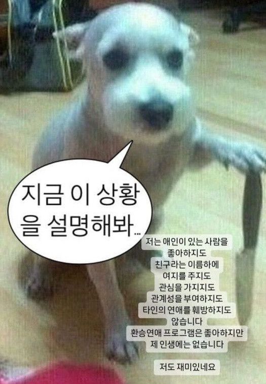 배우 한소희 씨가 환승열애설에 반박하며 올린 글. 칼을 든 강아지를 배경으로 사용했다. (사진=한소희 인스타그램 캡처)