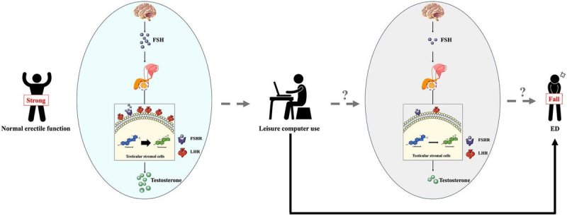 연구팀은 컴퓨터 사용이 난포 자극 호르몬(FSH) 수치를 낮춰 고환 기질 세포의 황체 형성 호르몬(LH) 수용체 발현을 감소시키고 테스토스테론 분비에 영향을 미쳐 발기부전(ED)을 유발할 수 있다고 밝혔다. 검은색 실선 화살표는 멘델 무작위 배정 방법으로 확인됐음을 나타내며 회색 점선 화살표는 추가 확인이 필요함을 뜻한다. /사진=Andrology, Linhui Wang et al. 제공,연합뉴스