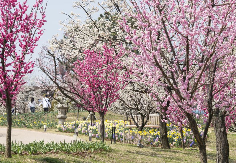 11종 700여그루의 매화나무와 다양한 봄꽃을 만날 수 있는 하늘정원길. 에번랜드 제공