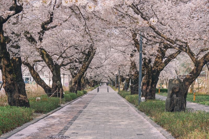 수령 100년 벚나무 터널 장관.. 울산 작천정 벚꽃 축제 개막