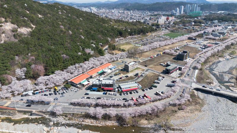 수령 100년 벚나무 터널 장관.. 울산 작천정 벚꽃 축제 개막