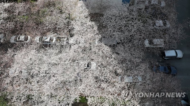 남천삼익비치 벚꽃 터널 '벚꽃 세상' (부산=연합뉴스) 손형주 기자 = 완연한 봄 날씨를 보인 28일 오후 부산 수영구 남천동에 벚꽃이 만개해 있다. 2018.3.28 handbrother@yna.co.kr (끝)