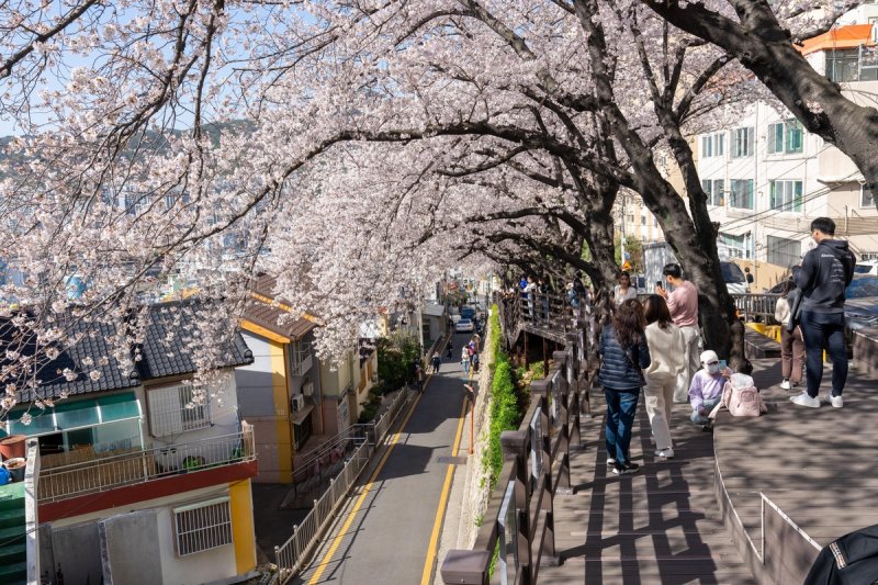 개금벚꽃 문화길 [부산진구 제공. 재판매 및 DB 금지]