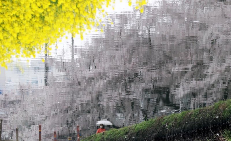 비가 오는 날 온천천 벚꽃과 유채꽃 2020.3.27 [손형주 기자]