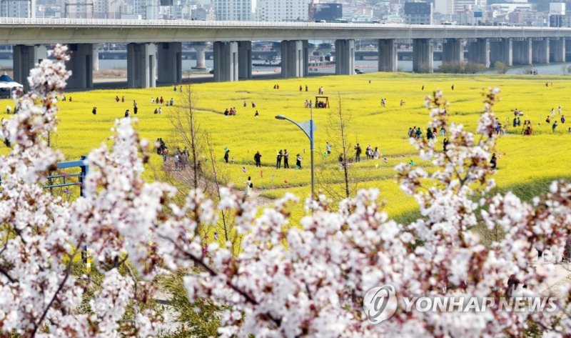 분홍 벚꽃 가고 노란 유채꽃 세상 분홍 벚꽃 가고 노란 유채꽃 세상 (부산=연합뉴스) 손형주 기자 = 부산 낙동강 유채꽃 축제 개막을 하루 앞둔 5일 오후 부산 강서구 대저생태공원 내 유체꽃밭에서 관광객들이 추억을 남기고 있다. 2019.4.5 handbrother@yna.co.kr (끝)