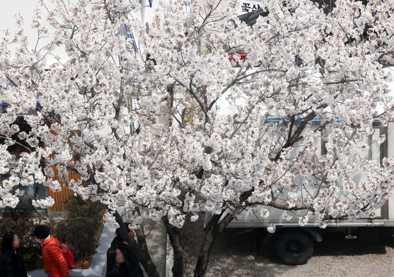 지난 22일 부산 연제구 부산시청 인근 도로변에 벚꽃이 활짝 펴 시민들의 눈길을 사로잡고 있다. 뉴시스