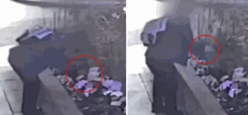 한 남성이 용인시 기흥구의 한 카페 앞 화단에 심어진 꽃들을 훔치는 모습. /사진=JTBC '사건반장' 캡처