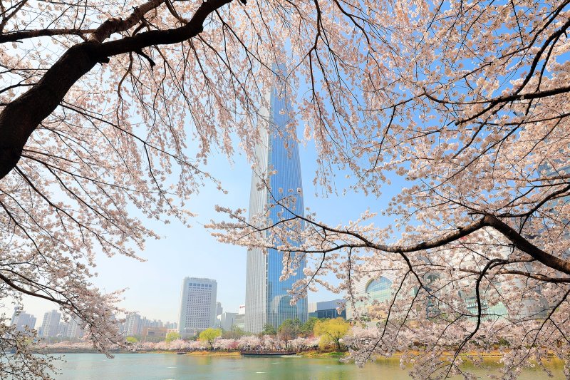벚꽃이 만개한 석촌호수와 롯데월드타워 전경 롯데물산 제공