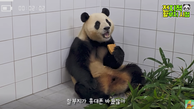 갤럭시S24울트라로 촬영한 푸바오 모습. 유튜브 채널 '말하는동물원 뿌빠TV' 캡처