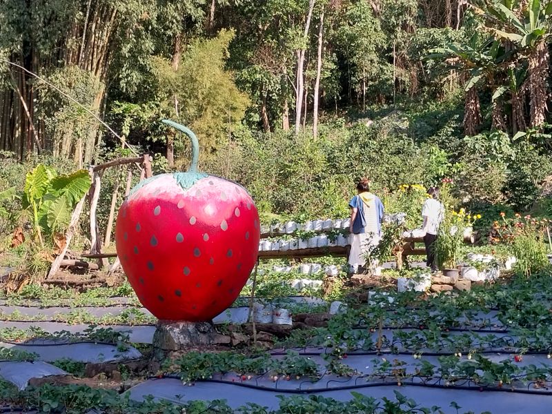 도이뿌이 몽족 마을에 있는 한 딸기 농장.