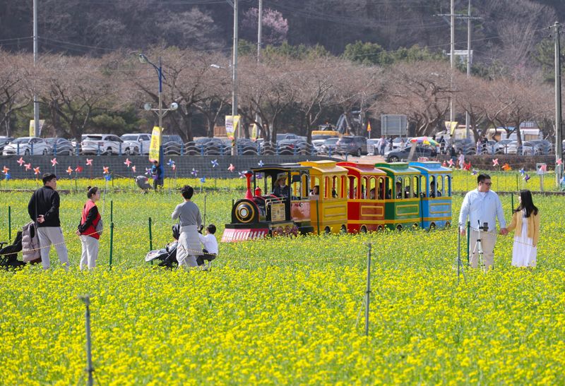 삼척 맹방 유채꽃 축제 개막...4월14일까지 진행