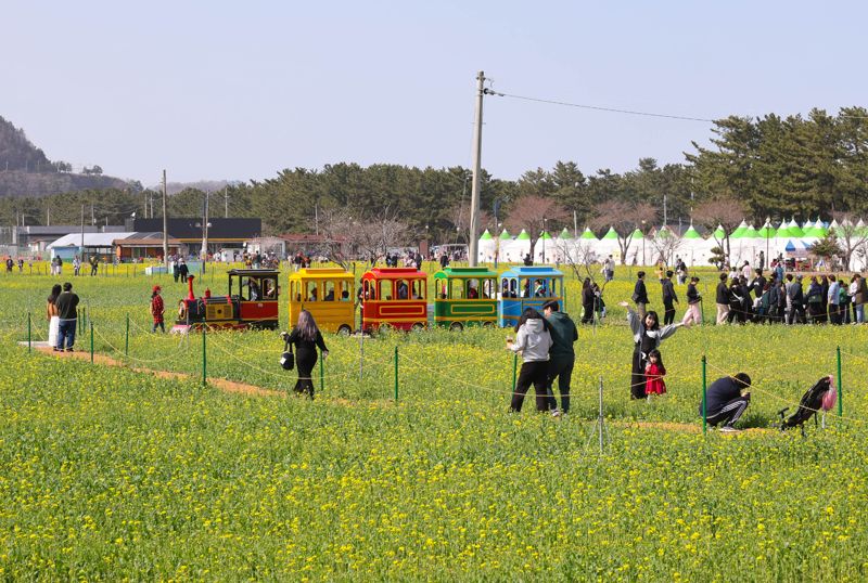 제20회 삼척맹방유채꽃축제가 지난 29일 개막, 4월 14일까지 진행된다. 삼척시 제공