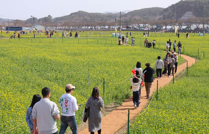 제20회 삼척맹방유채꽃축제가 지난 29일 개막, 4월 14일까지 진행된다. 삼척시 제공
