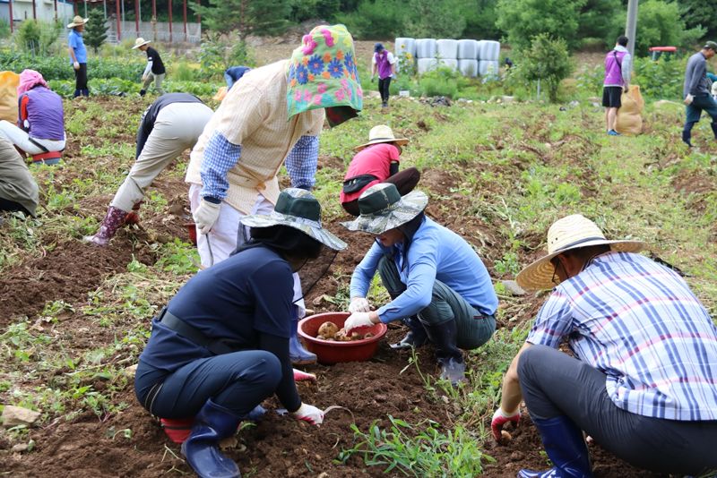 녹색치유 농장 참여자들이 감자를 캐고 있다. 강원랜드 KLACC 제공