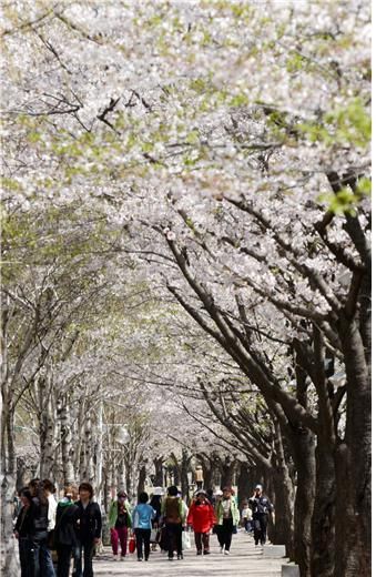 인천시는 벚꽃 개화기를 맞이해 6∼7일 ‘인천대공원 범시민 벚꽃축제’를 개최한다. 인천시 제공.