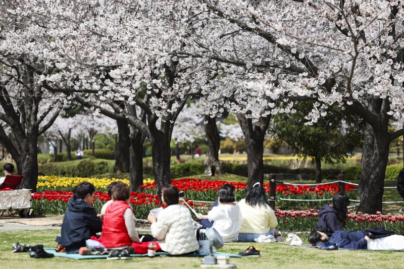 [김해=뉴시스]김해 연지공원 벗꽃 튤립 개화시작. 2024.04.10. (사진=김해시 제공). photo@newsis.com