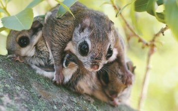 첫 '이달의 멸종위기 야생생물'에 하늘다람쥐 첫 '이달의 멸종위기 야생생물'에 선정된 하늘다람쥐. [국립공원공단 제공. 재판매 및 DB 금지]