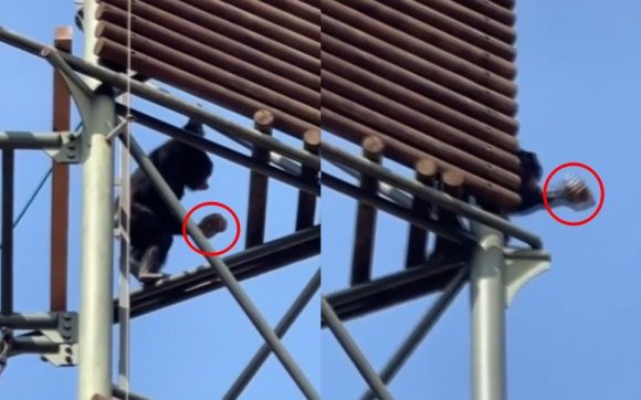 경기도 과천시 서울대공원에서 지난달 31일 침팬지가 고릴라 사육장을 향해 돌을 던지는 사건이 발생했다. 사진은 침팬지가 돌을 던지는 순간. 사진=YTN 갈무리