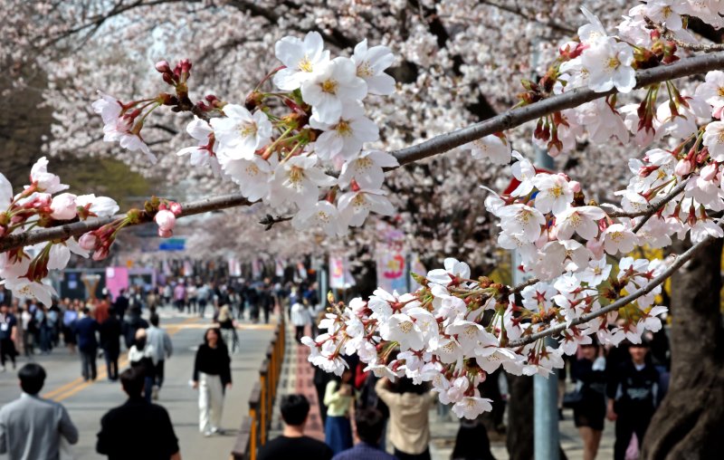 2일 서울 영등포구 여의도 윤중로를 찾은 시민들이 벚꽃을 구경하고 있다. /사진=뉴시스