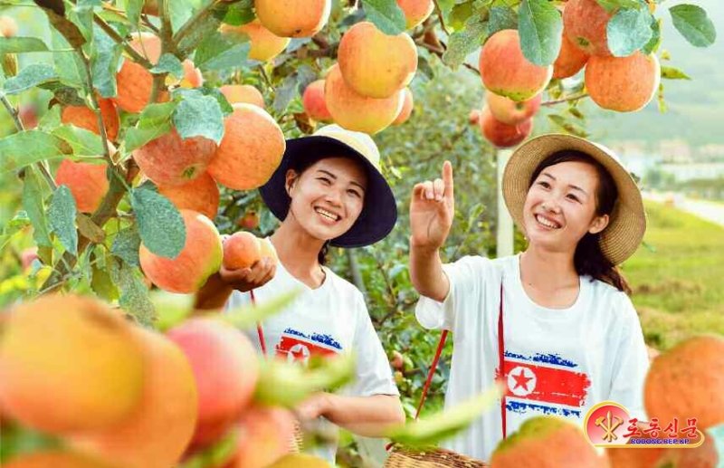북한에서도 사과는 '금사과'…평양 외엔 구경도 힘들다