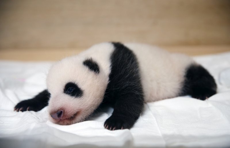2020년 7월20일 '국내 최초'로 자연 번식으로 태어난 판다 푸바오(삼성물산 제공)