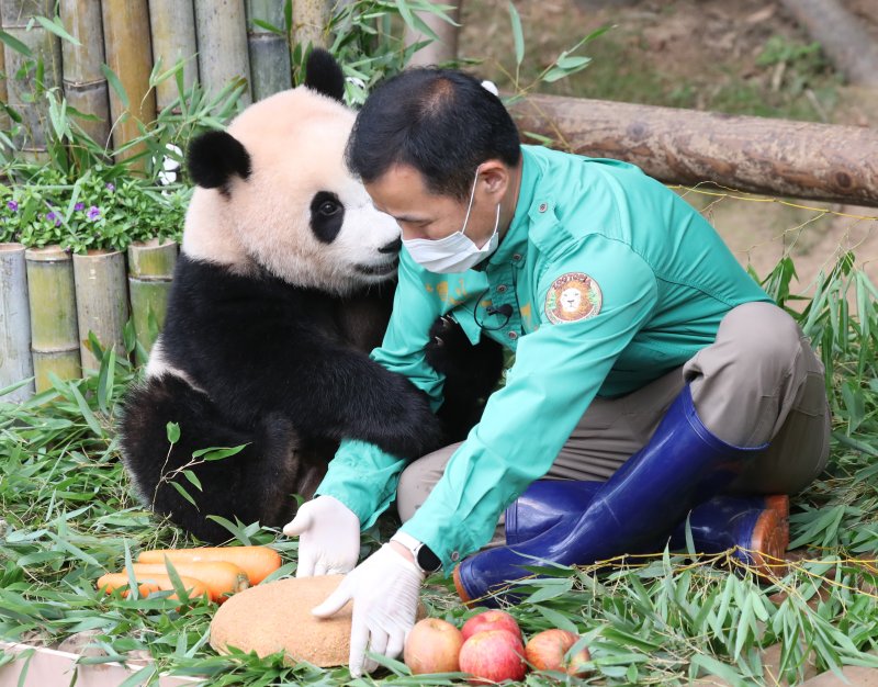 국내 최초의 아기 판다 '푸바오'가 첫돌을 맞이한 20일 오전 경기도 용인시 처인구 에버랜드 판다월드에서 푸바오가 강철원 사육사에게 매달리고 있다. 2021.7.20/뉴스1 ⓒ News1 김영운 기자