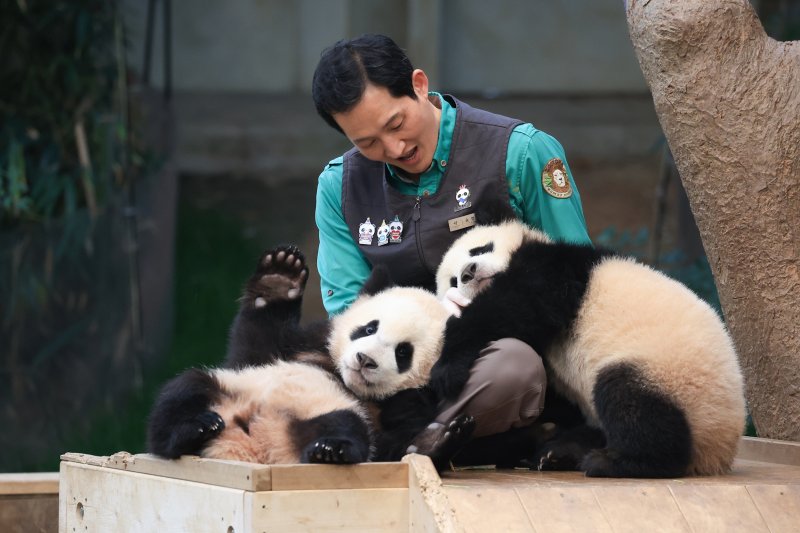 삼성물산 리조트부문 에버랜드가 14일 쌍둥이 판다 루이바오, 후이바오의 퇴근 무렵 모습을 14일 SNS에 공개했다. (삼성물산 제공) 2024.3.14/뉴스1